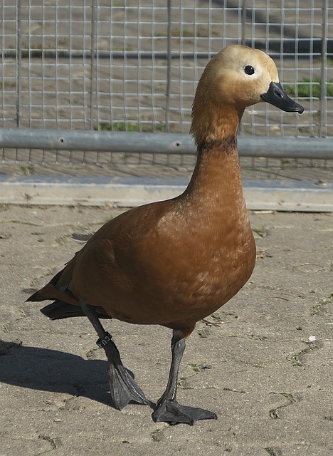同时也促成