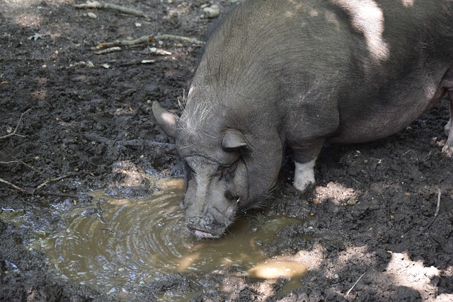 以其出色的 以其出色的